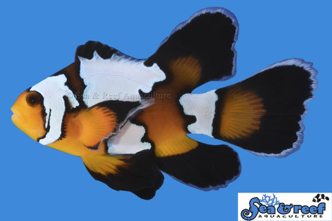 Longfin Black Ice Clownfish pair