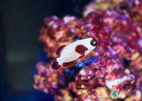 Thunder Maroon Clownfish