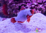 Thunder Maroon Clownfish