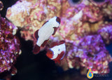 Thunder Maroon Clownfish