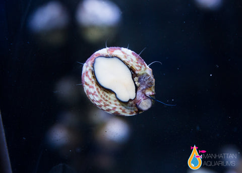 Trochus Snail