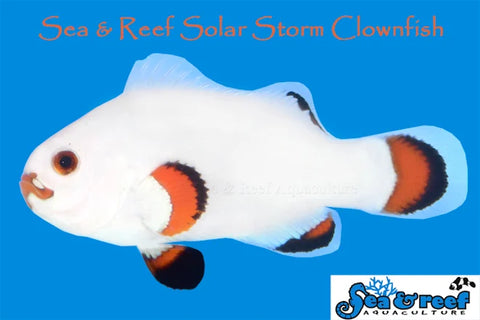 New Solar Storm Clownfish pair