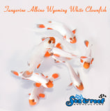 Tangerine Albino Wyoming White Clownfish pair