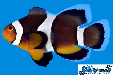 Longfin Black Photon Clownfish pair
