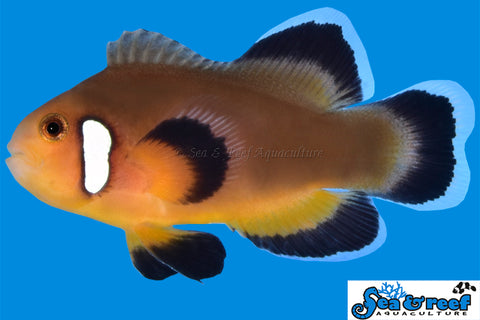 Longfin Mocha Latte Clownfish pair