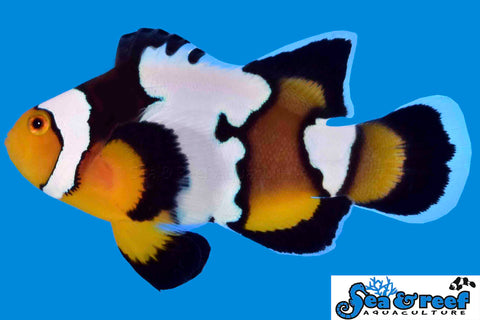 Longfin Snow Onyx Clownfish pair