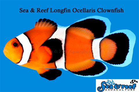 Longfin Ocellaris Clownfish Pair (NEW)