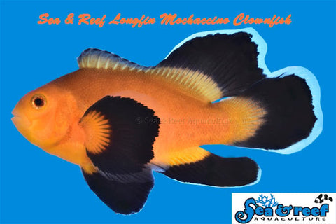 Mochaccino Longfin NEW! (Pair)