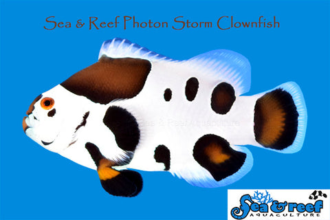 Photon Storm Clownfish pair