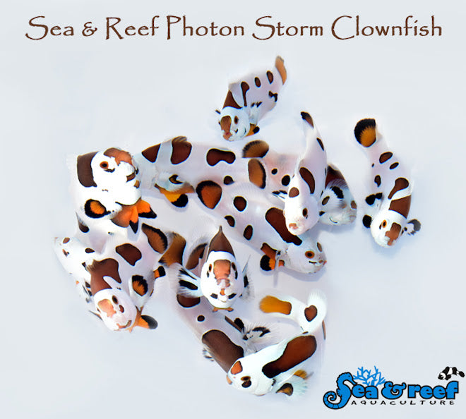 Photon Storm Clownfish pair – Manhattan Aquariums