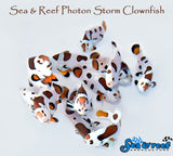 Photon Storm Clownfish pair
