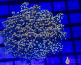 3 Piece Euphyilla Frag Pack - 3 Different Stock Frags