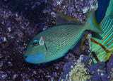 Blue Jaw Triggerfish, Male