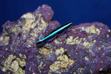 Neon Cleaner Goby