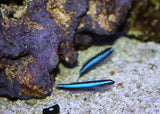 Neon Cleaner Goby