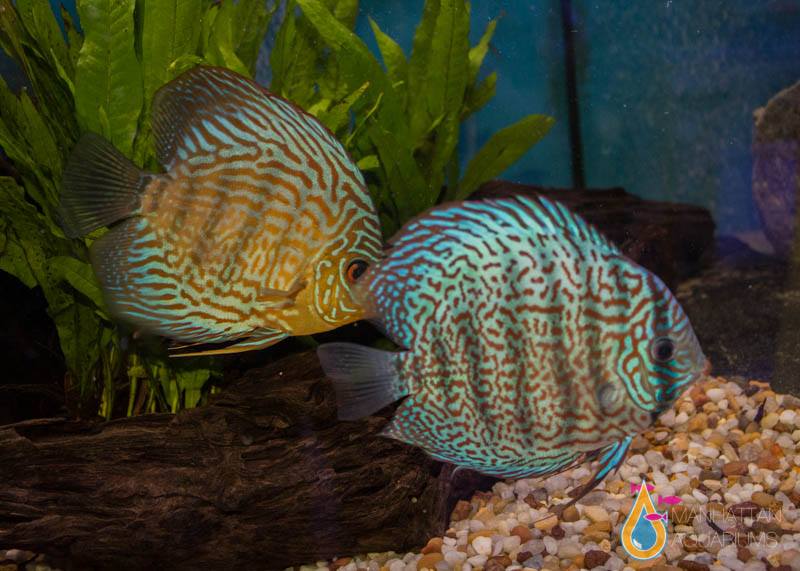 Turquoise Blue Discus Fish Blue Turquoise Discus Fish 4