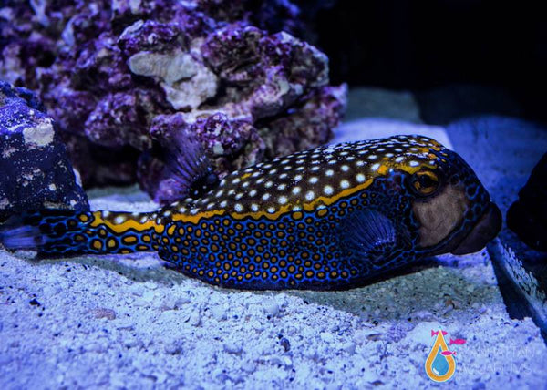 Blue Boxfish, Male – Manhattan Aquariums