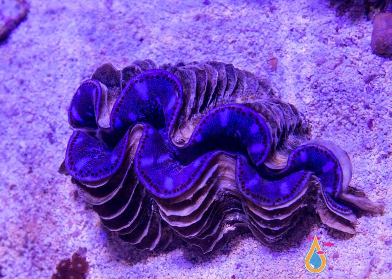 Tridacna maxima 5 – Manhattan Aquariums