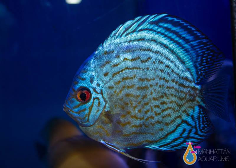 Turquoise Blue Discus Fish Blue Turquoise Discus Fish