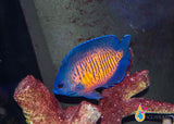 Coral Beauty Angelfish