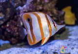 Copperband Butterflyfish, Medium/Large