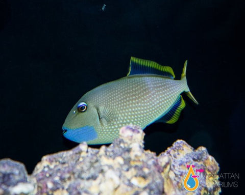 Blue Jaw Triggerfish, Male