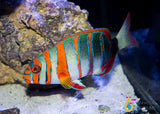 Harlequin Tusk Fish