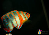 Harlequin Tusk Fish