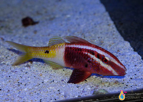 Bicolor Goatfish, Medium