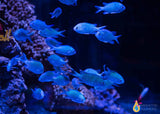 Blue Green Reef Chromis
