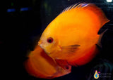 Gold Discus Fish 4"