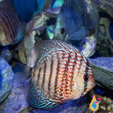 Red Turquoise Discus 4”