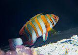 Harlequin Tusk Fish