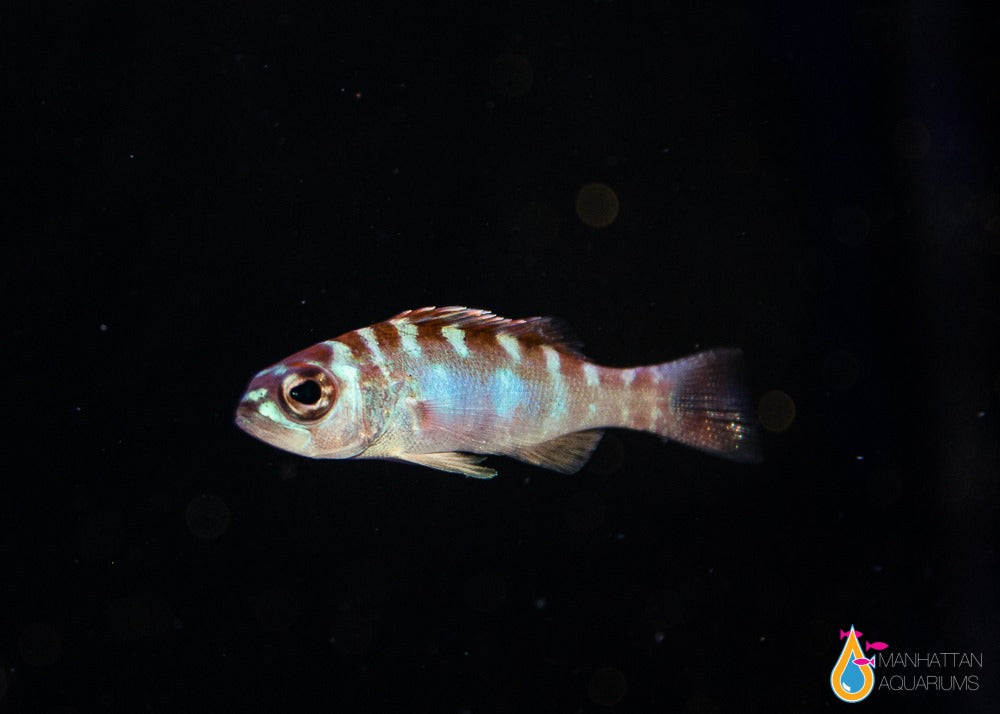 tobacco basslet Tobacco Basslet – Manhattan Aquariums
