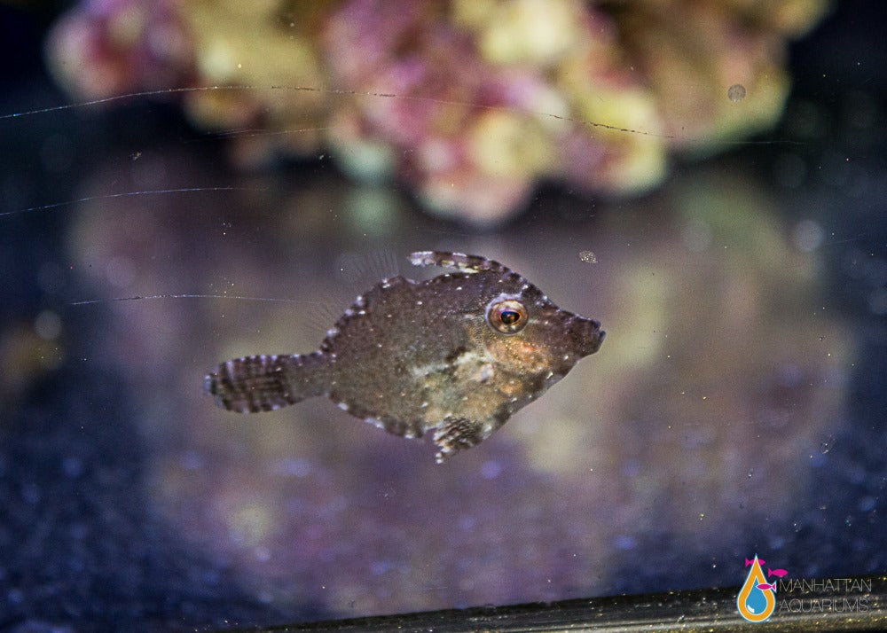 Small Filefish Aiptasia Eating Filefish, Small/Medium – Manhattan Aquariums