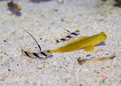Yellow Rose Antenna Goby