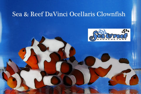 DaVinci Clownfish Extreme Clownfish – Manhattan Aquariums