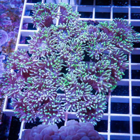 Duncanopsammia axifuga -   Duncan Coral -  5" Stock Colony