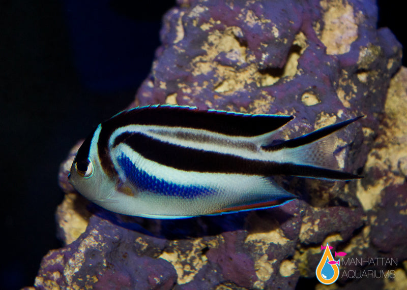 Bellus Angelfish, Male – Manhattan Aquariums