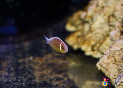 Pink Skunk Clownfish