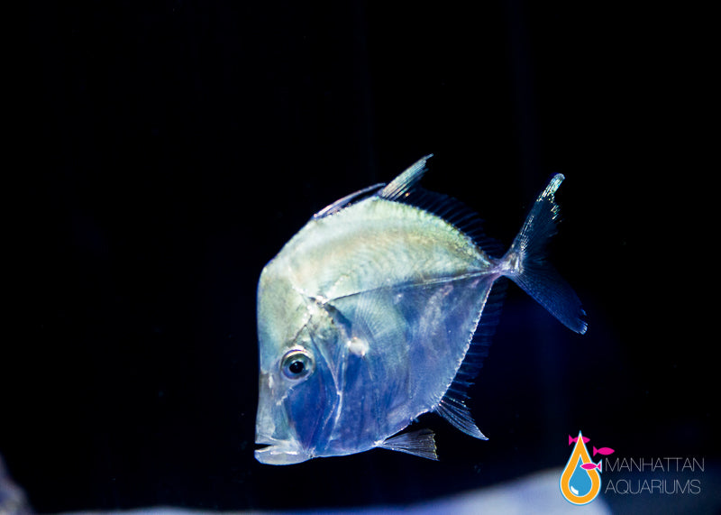 Lockdown Fish Look Down Fish - Captive Bred – Manhattan Aquariums