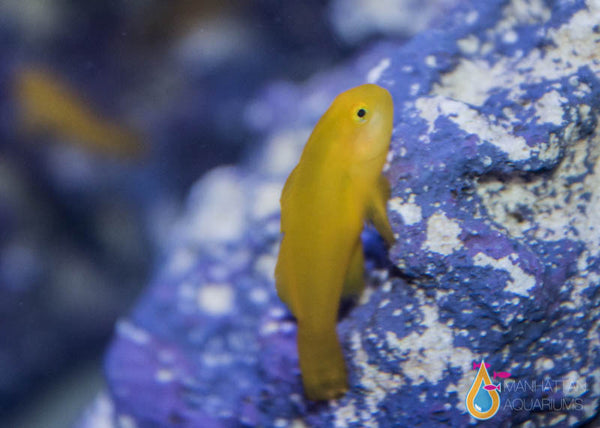 Yellow clown hot sale goby care