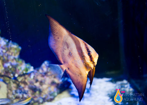 Orbiculate Batfish