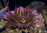 Spotcinctus Clownfish
