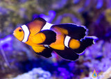 Longfin Mocha Clownfish Pair