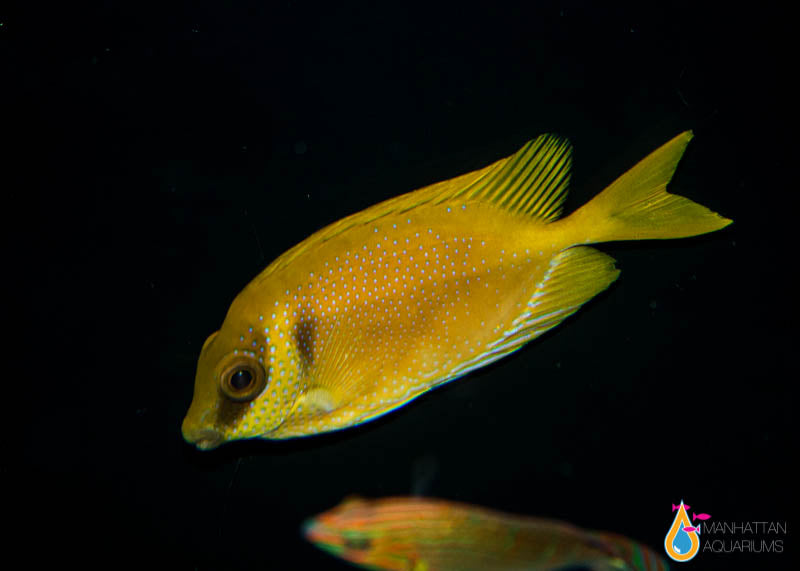 Blue Spotted Rabbitfish – Manhattan Aquariums