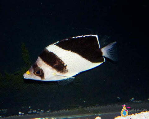 Burgess' Butterflyfish