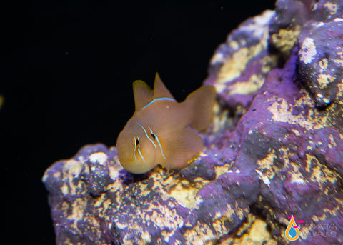Clown Goby, Citrinis