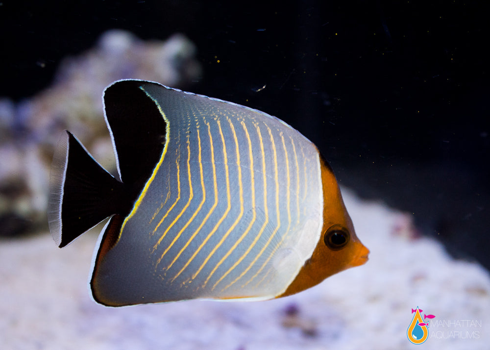 Orange Face Butterflyfish – Manhattan Aquariums