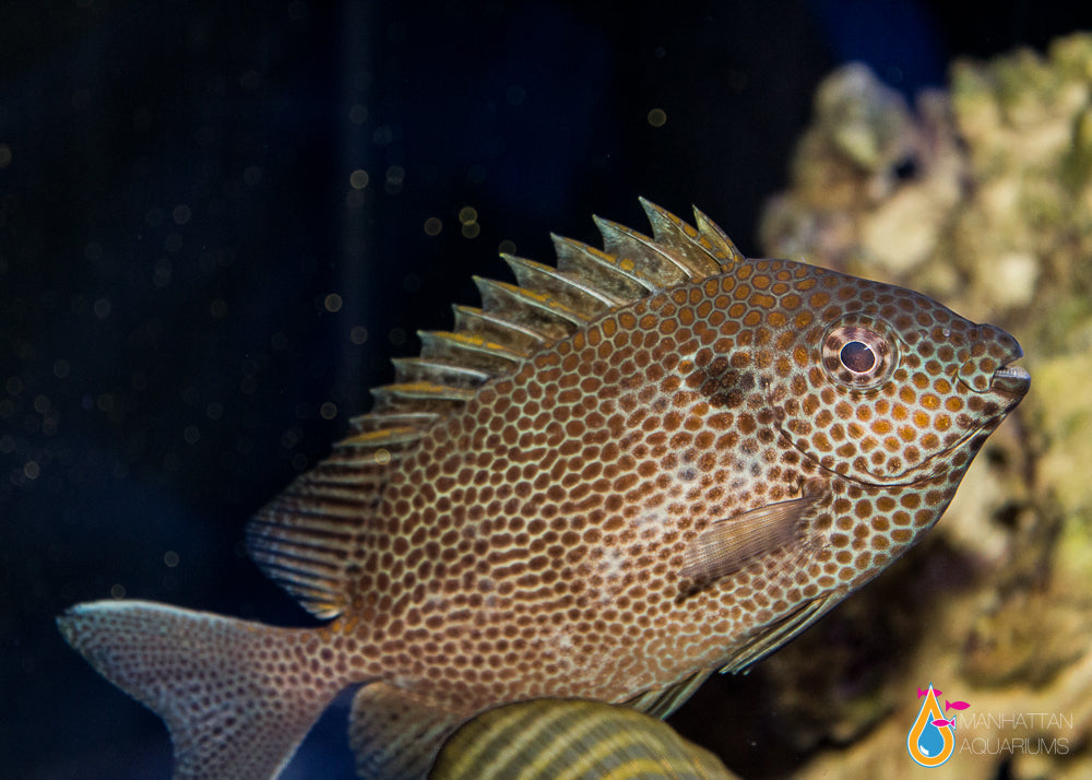 Gold Spotted Rabbitfish – Manhattan Aquariums